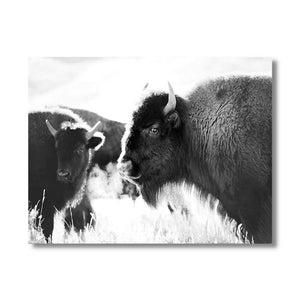 Tableau bison noir et blanc toile