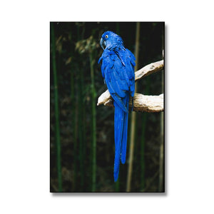 Tableau perroquet bleu toile