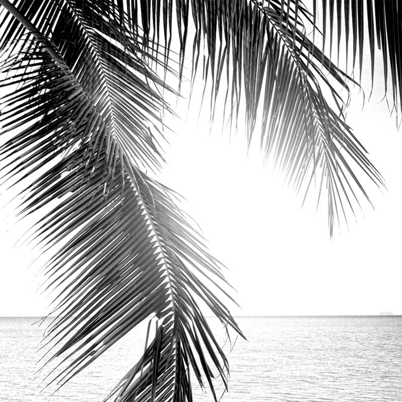 Tableau palmier noir et blanc